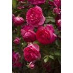 Cyclamen Pierre de Ronsard / Цикламен П’єр де Ронсар